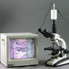 View specimens on your cctv monitor.  Camera for video microscopy included. Monitor not included.   